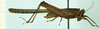 CollectionObject 1585329; fea60686-3763-46b1-9299-10d90dffe76c: female, lateral view. (CollectionObject).