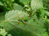 male (MK: Maleshevska planina Mts.). Depicts CollectionObject 1588165; 9d46ea57-3764-49f5-9580-066904762e31, a CollectionObject.