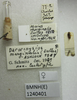 CollectionObject 1595413; e8ab3eb9-6fff-471a-b240-0214746e52aa: Nysius marginalis. Syntype. (BMNH) - (CC BY-NC 4.0) Photo by Stuart Cole, reproduced with permission from the Natural History Museum, London, UK. (CollectionObject).