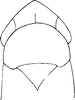 Head on Dikraneura (Dikraneura) mali (Provancher, 1890): Head and thorax. (Observation).