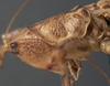CollectionObject 1505630; e8c4bf4a-541b-48ff-a2a4-717923565d9d: female pronotum, lateral view (syntype). (CollectionObject).