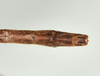 CollectionObject 1586089; QIMR QM, T244738, b4e67cdd-8592-4779-b45a-3e6513c80718: copyright QM, Brisbane. male: end of abdomen, dorsal view (holotype). (CollectionObject).