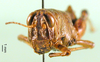 CollectionObject 1579145; 093a3960-06a3-42b9-8e64-e62d509db906: female, frontal view (paratype). (CollectionObject).