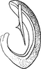 Aedeagus, lateral view on Acacimenus makranus Dlabola, 1979: Aedeagus, lateral view. (Observation).