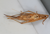 CollectionObject 1506605; d59d0844-5172-49d0-80fc-1d5d78458bb9: female, ventral view (syntype). (CollectionObject).