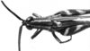 CollectionObject 1541637; 6fad2190-0f4f-4850-baff-54be7c36b4e9: Image Carbonell, C.S. male, head and pronotum, dorsal view. (CollectionObject).