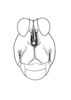 Morphopoides coriaceum Rehn, 1930: Pl. 3, Fig. 3. Female, cephalic aspect of head, (type). (Otu).