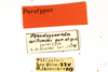 CollectionObject 1591223; 45f9eeb9-67e5-41ef-a8a4-9e5b1320b2eb: labels (paratype). (CollectionObject).