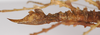 CollectionObject 1560187; bbf0eec0-df23-4504-bde4-086d82f5abdd: copyright ZMB, Berlin. female: end of abdomen, lateral view (holotype). (CollectionObject).
