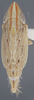 Habitus, dorsal view: !! display not done !! on Agudus blockeri Cheng, 1980: Dorsal. (Observation).