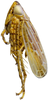 Habitus, lateral view on Quaziptus chapini Kramer, 1965: Habitus, male, lateral view (holotype). (Observation).