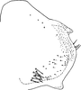 Pygofer, lateral view on Edwardsiana stehliki Lauterer, 1958: Pygofer, lateral view. (Observation).