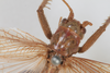 CollectionObject 1505638; 0bbf1226-1d82-4644-b188-e18f054a49e6: Male, dorsal view (syntype). (CollectionObject).