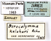 CollectionObject 1587374; MNHN(SF IMPORT DUPLICATE) MNHN-EP-EP1963, b062e1ce-3f14-4386-a8b6-ece741244464: CC BY-NC-ND 4.0/MNHN - Depraetere Marion - 2014. Non type, female. Specimen number: MNHN-EP-EP1963. http://coldb.mnhn.fr/catalognumber/mnhn/ep/ep1963. (CollectionObject).