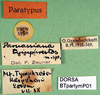 CollectionObject 1502000; ac599471-4fe1-4c9b-9161-e69fcfb975ce: labels (paratype). (CollectionObject).