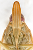 Head on Dictyophara confusa (Stål, 1862): (Observation).
