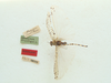 CollectionObject 1505919; 694fd9be-322c-4d9f-bc3c-da583893cddf: 2010. male, dorsal view (holotype). (CollectionObject).