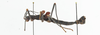 CollectionObject 1573654; 05e02b4f-3775-481c-b7f9-48fa9dd93ed6: male, lateral view (paratype). (CollectionObject).;CollectionObject 1573655; 3f961c9b-bd31-4e0f-bca2-24bc8bfdcbb9: male, lateral view (paratype). (CollectionObject).;CollectionObject 1573656; b070c6fa-4974-4189-b59d-0d9bcac4f628: male, lateral view (paratype). (CollectionObject).
