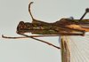 CollectionObject 1560956; USNM(SF IMPORT DUPLICATE) 7347, 4694a9f3-df5d-4c96-bbbc-33bf272a8dd3: copyright USNM, Washington. male Stratocles multilineatus: head & thorax, dorsal view. (CollectionObject).