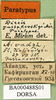 CollectionObject 1576975; 135e49be-3230-4bd4-b10a-9716b71de9c0: labels (paralectotype). (CollectionObject).