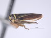 Habitus, lateral view on Colladonus decorus Nielson & Godoy, 1995: (Observation).
