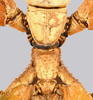 CollectionObject 1591393; e8061657-c81a-457e-94d9-a3708834eef6: copyright IMQC Montreal. female thorax, dorsal view (holotype). (CollectionObject).