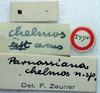 CollectionObject 1517182; b2fc8454-4552-435a-9be6-5cd2919c9a74: labels (holotype). (CollectionObject).