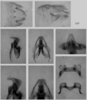 Melanoplus puer (Scudder, 1878): male genitalia. (Otu).