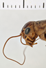 Gryllus (Gryllus) capitatus Saussure, 1874: Head, lateral view (L). Syntype. Male. Peru. 1acf84b8-b8e9-4f8d-b10f-6204ef24b709. (Otu).