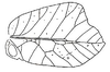 Mimetica viridifolia Brunner von Wattenwyl, 1895: Fig. 225. male right tegmen (length 23-26 mm). (Otu).