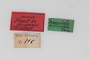 CollectionObject 2376971; 40ae0fbc-a9a1-412d-9ba3-14d71215e6f1: Female, labels (syntype). (CollectionObject).