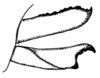Scotussa daguerrei Liebermann, 1947: Fig. 102. ovipositor valves, lateral view. (Otu).