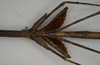 CollectionObject 1558188; eb280c4f-9518-44c3-9fde-f37664ebf608, NMW 867'': copyright NMW, Vienna. female: mid-body / wings of synonym Acrophylla oxyacantha (paralectotype). (CollectionObject).