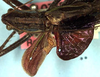 CollectionObject 1504068; 99b32e5e-79ee-40da-8fa9-01c05da4d579: male pronotum and wings (holotype). (CollectionObject).