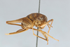 CollectionObject 2741435; 7e496c99-7456-4d7e-9d9c-ce1484f3c06a, CNCI 311946: Ceuthophilus palmeri. Lateral view. (CollectionObject).