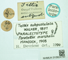 CollectionObject 1587049; 91de315b-9534-47c6-9614-b773203582d8, NHMUK010924793: female, labels (paralectotype). (CollectionObject).