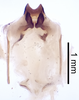 CollectionObject 1522769; dce6a054-9683-429a-ba6c-0b0b5a6e285c: Male genitalia, ventral view (holotype). (CollectionObject).