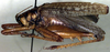 CollectionObject 1522351; b9283acb-dd9a-443b-b62e-40d2c935a8f8: male, lateral view (holotype). (CollectionObject).