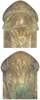 Head on Asymmetrasca decedens (Paoli, 1932): Head and thorax. (Observation).