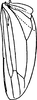 Hind wing on Ahmedra distincta Dworakowska & Viraktamath, 1979: Hind wing (A. distincta Dwor. & Virakt.). (Observation).