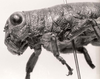 CollectionObject 1526823; 6ba23ba4-8f5e-4a1f-a5d3-c0ecb582c71b: Image C.S. Carbonell. female head and pronotum, lateral view. (CollectionObject).