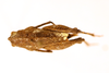 CollectionObject 1589325; e9b19e95-affe-47c2-94b3-0b720cb85737: female, dorsal view (holotype). (CollectionObject).