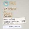 CollectionObject 1560717; NHMUK(SF IMPORT DUPLICATE) 844536, 1d7b5577-9d43-411b-8575-0340ee55efd2: copyright Natural History Museum, London. male, data labels (paralectotype) [= Paracalynda utilaensis (Zompro, 1998)]. (CollectionObject).