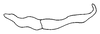 Stylus on Coarctana serpenta (DeLong, 1980): Male: style, lateral view. (Observation).