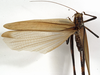 CollectionObject 1529755; 9324df5a-710e-4400-9117-fcb6273dd137: female, dorsal view (holotype). (CollectionObject).