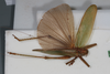 CollectionObject 1506560; 3d9601e2-7437-4942-99de-04c18612f85a: female, dorsal view (syntype). (CollectionObject).