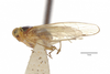 Habitus, lateral view: (Observation).