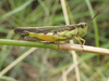 FieldOccurrence 293; dd9e6b17-69a3-4aec-9065-58bf773cd99a; Tanzania
Saadani National Park, 2023/07/19: female, lateral view. (FieldOccurrence).