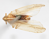 Habitus, dorsal view: !! display not done !! on Stenocranus (Codex) dorsalis (Fitch, 1851): (Observation).