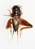 CollectionObject 1588788; 1195f7b1-c66e-4a35-8e62-fac9207e801a: male, dorsal view (holotype). (CollectionObject).
